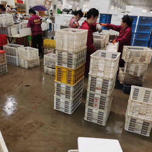 潛江楚淼水產(chǎn)7月炮頭小龍蝦30斤起批發(fā)，全國可發(fā)售